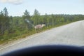 Reindeers walking on road in summer or autumn season in Finland, Lapland. View from the car Royalty Free Stock Photo