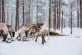 Reindeers in a winter forest farm in Lapland. Finland Royalty Free Stock Photo