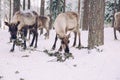 Reindeers in a winter forest in Lapland. Finland Royalty Free Stock Photo