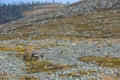 Reindeers in Yllas Pallastunturi National Park, Lapland, northern Finland