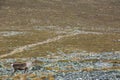 Reindeers in Yllas Pallastunturi National Park, Lapland, northern Finland