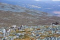 Reindeers in Yllas Pallastunturi National Park, Lapland, northern Finland