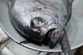 Reineta fish or Brama australis or Pacific pomfret raw fish close up on fish market