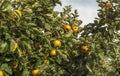 Ripe natural apples Reineta at dawn in an orchard