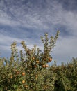 Reineta natural apples at dawn