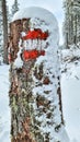 Reinischkogel - Scenic hiking trail through snowy forest path leading to Reinischkogel, Koralpe