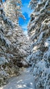 Reinischkogel - Scenic hiking trail through snowy forest path leading to Reinischkogel, Koralpe