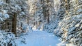 Reinischkogel - Scenic hiking trail through snowy forest path leading to Reinischkogel, Koralpe