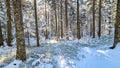 Reinischkogel - Scenic hiking trail through snowy forest path leading to Reinischkogel, Koralpe