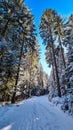 Reinischkogel - Scenic hiking trail through snowy forest path leading to Reinischkogel, Koralpe