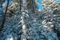 Reinischkogel - Tree branches carrying heavy snow. Scenic hiking trail in snowy forest path