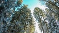 Reinischkogel - Tree branches carrying heavy snow. Scenic hiking trail in snowy forest path