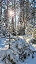 Reinischkogel - Tree branches carrying heavy snow. Scenic hiking trail in snowy forest path