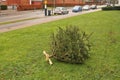 Reisentent of alleen has thrown christams tree in yard