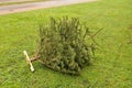 Reisentent of alleen has thrown christams tree in yard