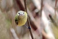 Reiser`s Tyrannulet Phyllomyias reiseri rare, endemic and little known bird in Brazil