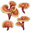 Reishi Ganoderma lucidum mushroom set. Colored vector illustration of mushrooms on white background. Royalty Free Stock Photo