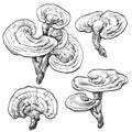 Reishi ganoderma lucidum mushroom set. Vector illustration of mushrooms on white background. Royalty Free Stock Photo