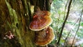 Reishi Ganoderma tsugae growing in the forest. Popular mushroom in herbalism.