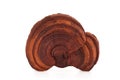 Reishi , lingzhi or Ganoderma lucidum mushroom isolated on white background with clipping path