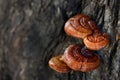 Reishi or lingzhi mushroom