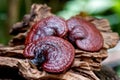 Reishi or lingzhi Mushroom on nature background