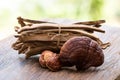 Reishi or lingzhi Mushroom on nature background