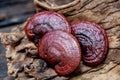 Reishi or lingzhi Mushroom an on old wood background