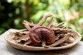 Reishi or lingzhi Mushroom and powder on natural background