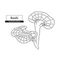 Reishi mushroom botanical line art drawing. Best for organic cosmetics, ayurveda, alternative medicine.