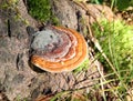 Tree fungus mushroom (Fomitopsis pinicola) Royalty Free Stock Photo