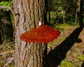 Reishi Mushroom Gandoderma Tsugae growing on a Hemlock Tree