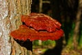 Reishi Mushroom Gandoderma Tsugae growing on a Hemlock Tree Royalty Free Stock Photo