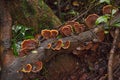 Reishi mushroom (Ganoderma lucidum) 14164