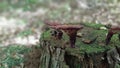 Reishi mushroom, ganoderma tsugae Royalty Free Stock Photo