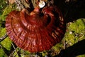 Reishi Mushroom growing on a tree Royalty Free Stock Photo