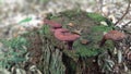 Reishi, ganoderma tsugae Royalty Free Stock Photo