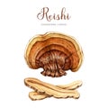 Reishi mushroom set watercolor illustration. Hand drawn ganoderma linghzhi fungi. Painted medicinal mushrooms whole and
