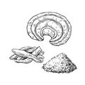 Reishi mushroom vector superfood drawing set. Isolated hand draw Royalty Free Stock Photo