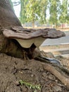 Wild reishi or lingzhi mushroom, also known by other names, is a poly-pore mushroom that grows on tree roots
