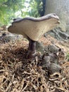 Wild reishi or lingzhi mushrooms and also known by other names are poly pore mushrooms that grow on tree roots