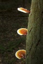 Reishi mushrooms on bark of hemlock, White Memorial, Litchfield, Connecticut.