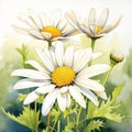 Reivin Art: French Digital Illustration Of Realistic Watercolor Daisy Flowers