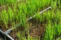 Reject rice seedlings nursery in trays Royalty Free Stock Photo