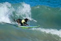 Dog surfing competition in Huntington Beach, California Royalty Free Stock Photo