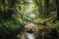 rejuvenated creek through recovering forest