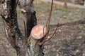 Rejuvenating pruning of old fruit tree - plum. Close up. Royalty Free Stock Photo