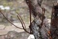 Rejuvenating pruning of old fruit tree - plum. Close up. Royalty Free Stock Photo