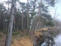 Rekyva forest and lake during cloudy autumn day