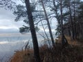 Rekyva forest and lake during cloudy autumn day